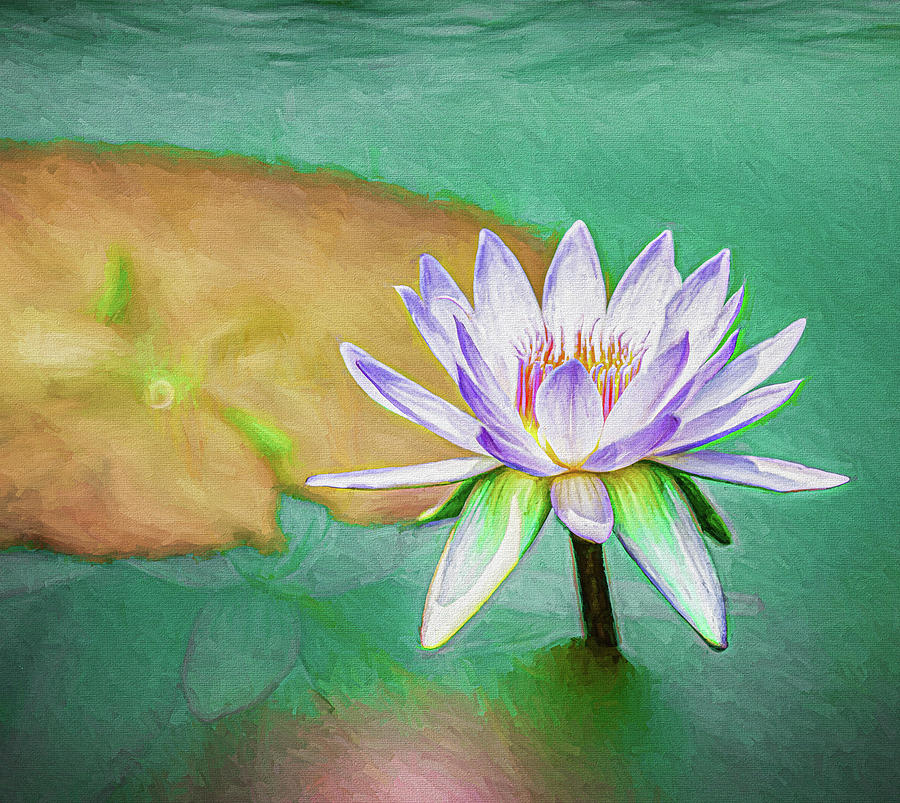 Water Lily Memories Photograph by Kevin Lane