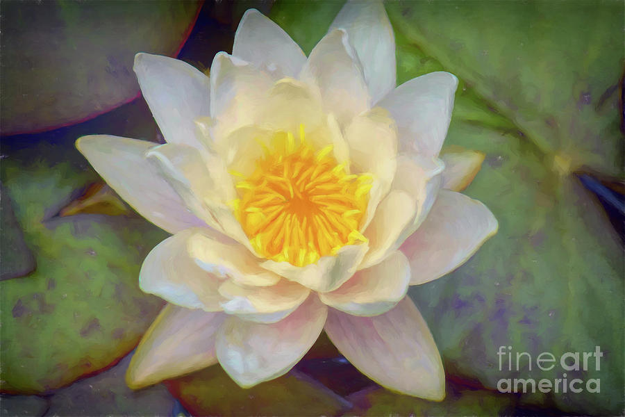 Water Lily - Nymphaea alba - Impressionist Photograph by Yvonne Johnstone