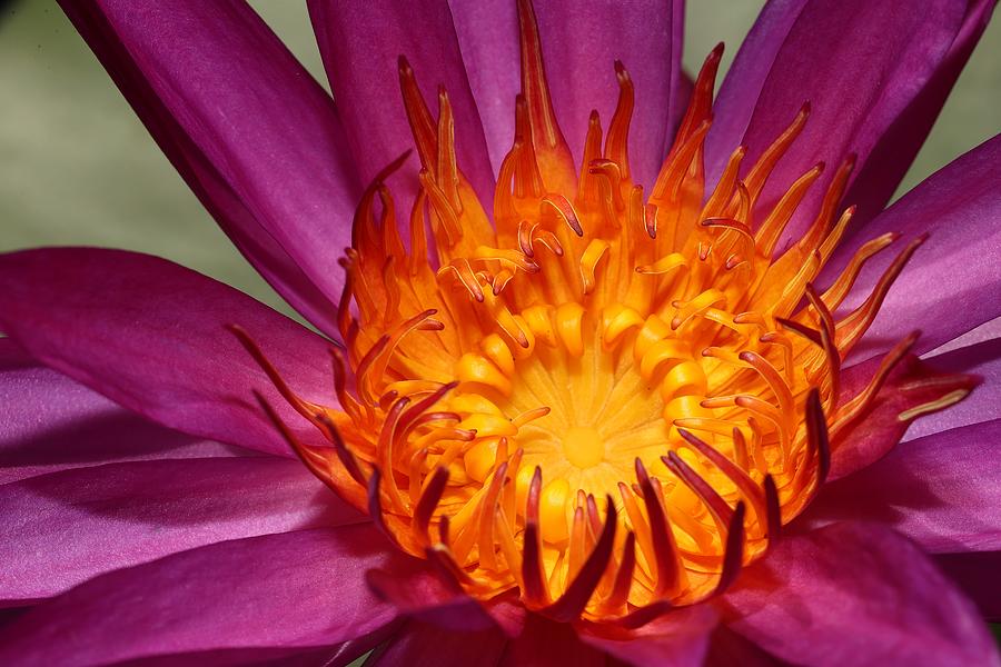 Water Lily on Fire Photograph by Mingming Jiang