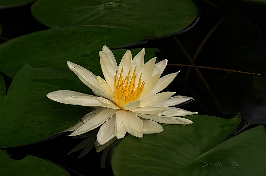 Water Lily on Pad Photograph by Phil Mancuso