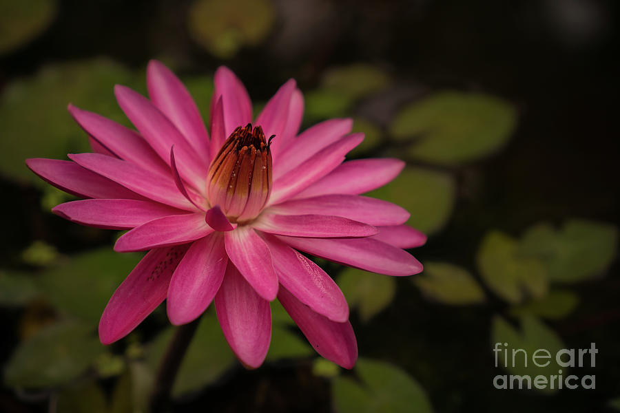 Nature Photograph - Water Lily Opening at Sunrise by Nancy Gleason