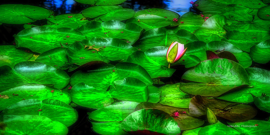 Water Lily, Owensboro Botanical Garden Photograph by Wendell Thompson