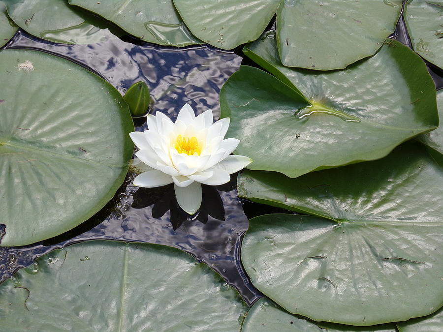 Water Lily Pad Photograph By Andrea Grimes Fine Art America   Water Lily Pad Andrea Grimes 