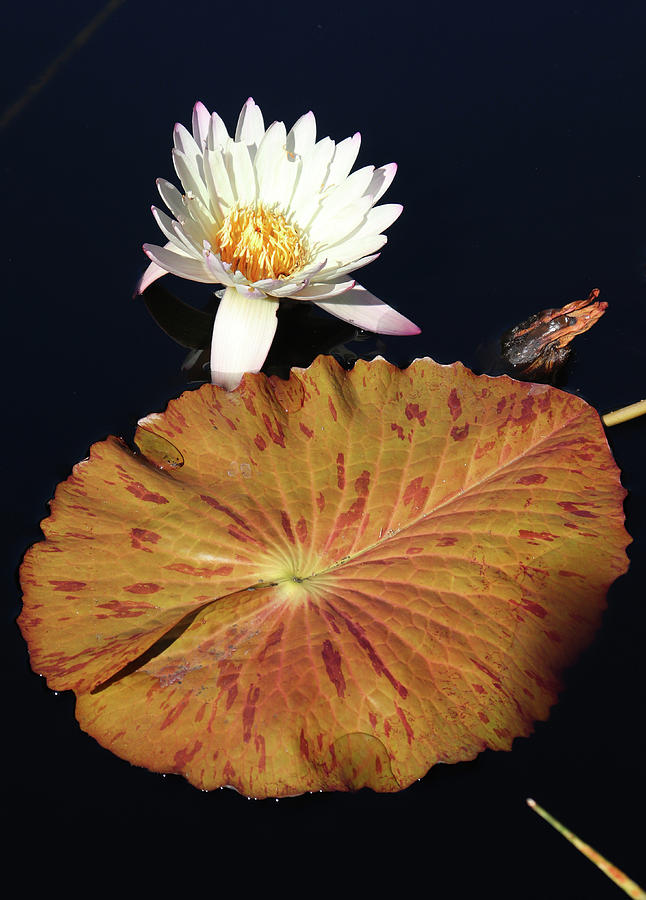 Water Lily Pad  Photograph by David T Wilkinson