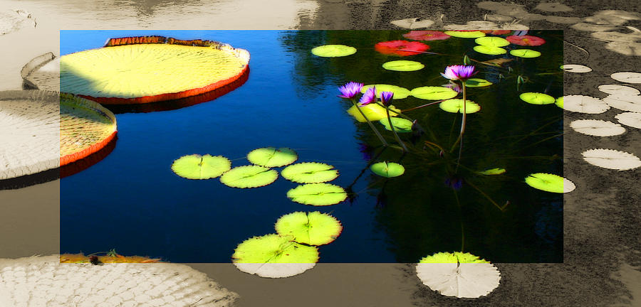 Water Lily Pad Landscape Photograph by Patrick Malon