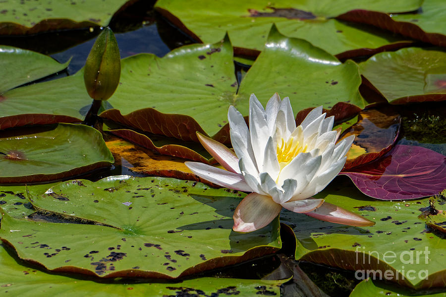 Water Lily Photograph by Paul Mashburn