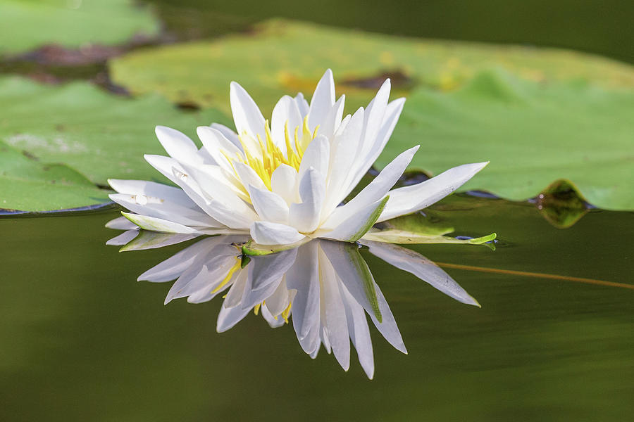 Water Lily Photograph by Paul Schultz