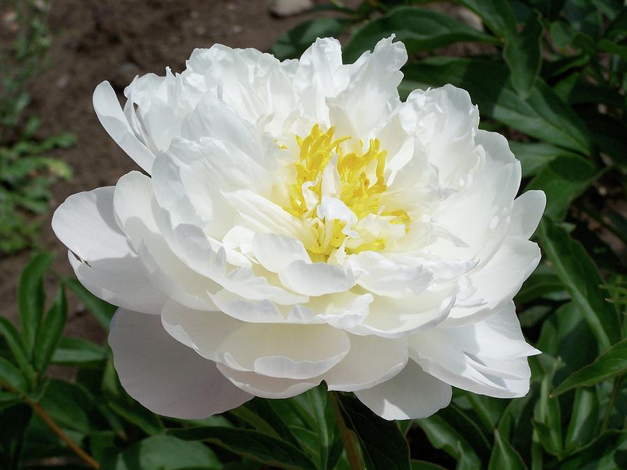 Water Lily Peony Photograph by Stephanie Weber - Fine Art America