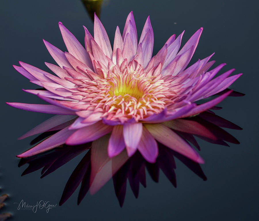 Water Lily Perfection Photograph by Melissa OGara