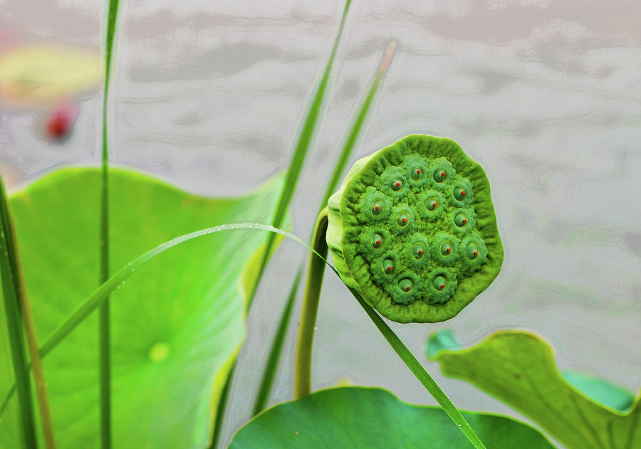 Water lily pod Photograph by Cordia Murphy