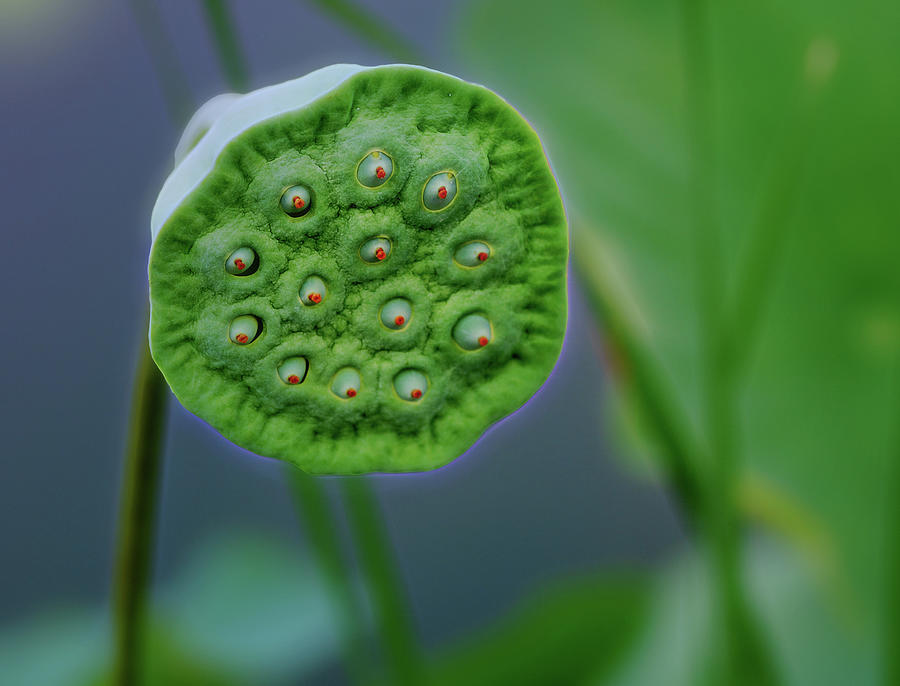 Water Lily Bud Photograph by Cordia Murphy