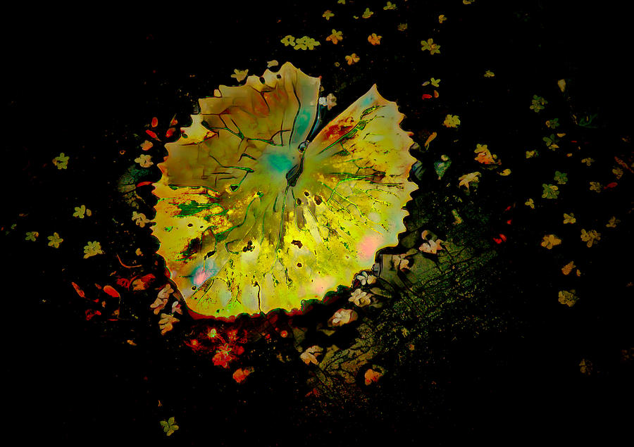 Water Lily Pod Mixed Media by Rosalie Scanlon