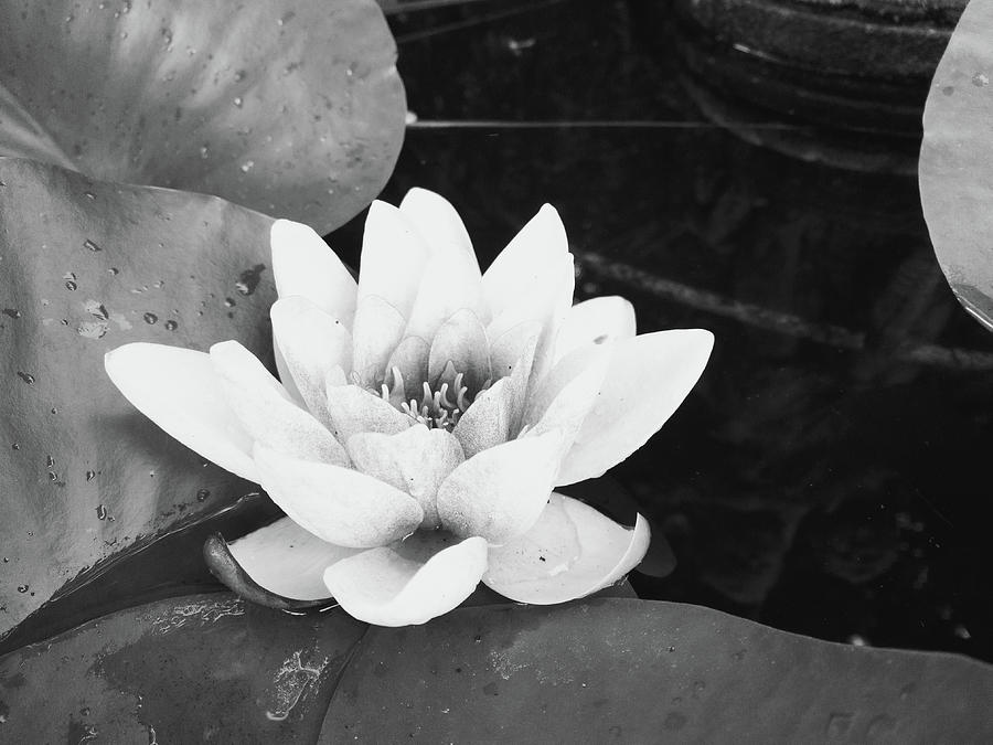 Water Lily Pond Photograph by Blenda Studio