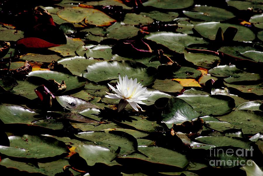 Water Lily Pond Photograph by Margie Avellino