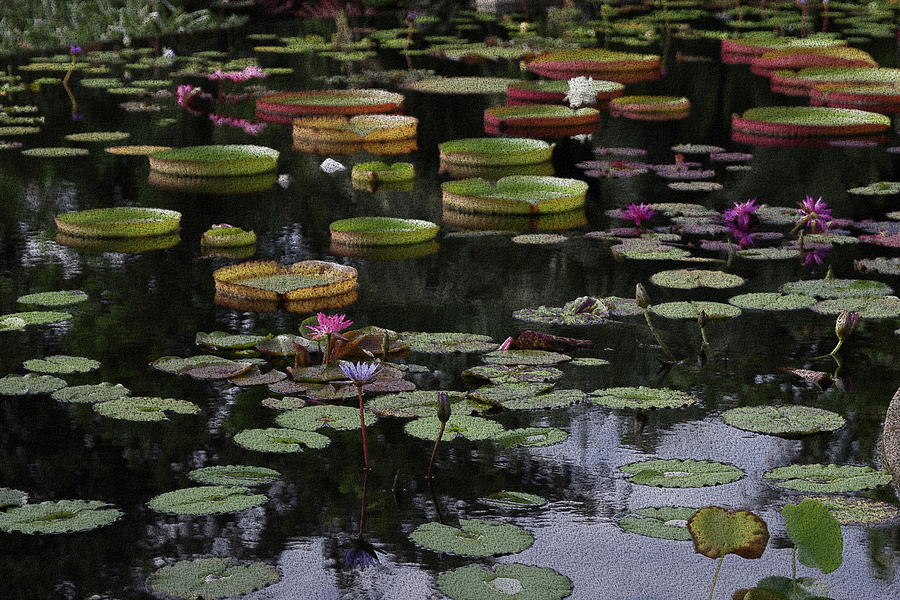 Water Lily Pond Photograph by Mingming Jiang