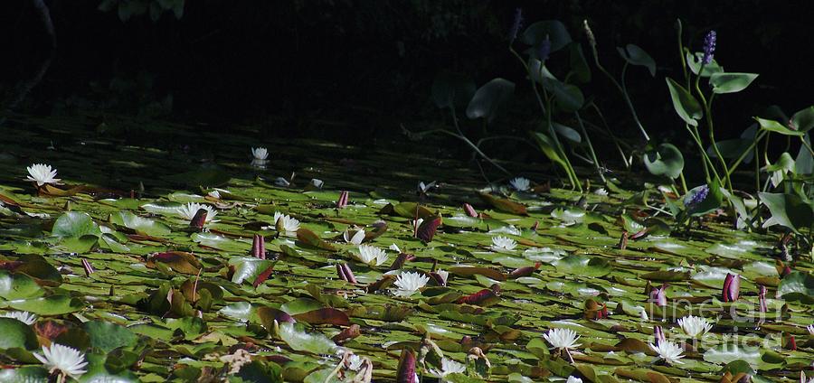 Water Lily Pond Panoramic Photograph by Margie Avellino