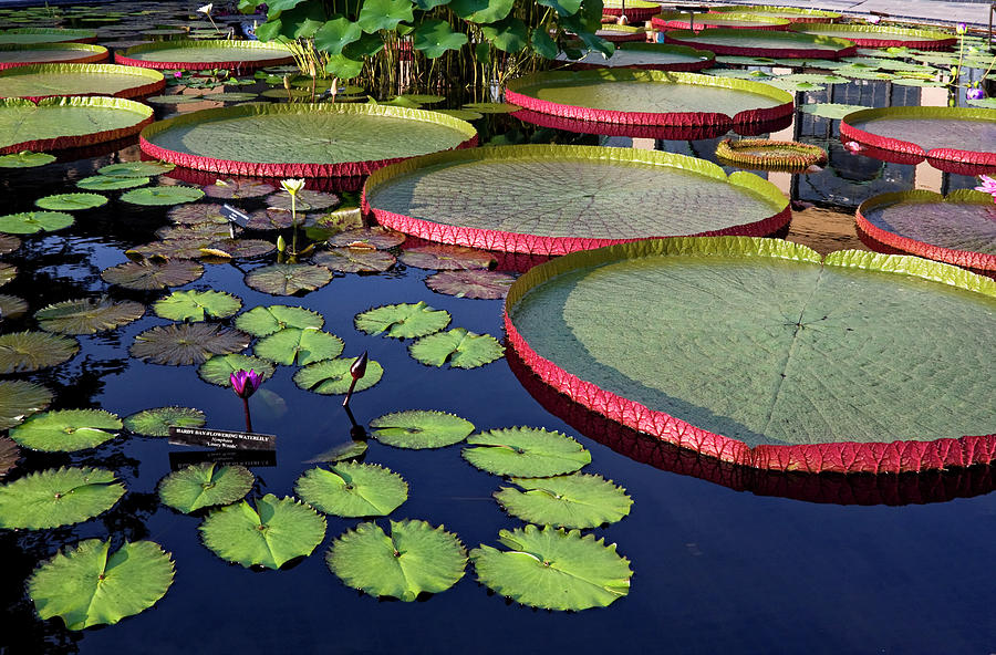 Water Lily Pond Photograph by Sally Weigand