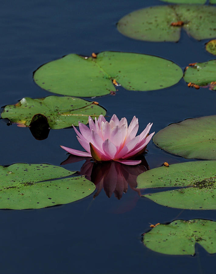 Water Lily reflection Photograph by Jennifer Lippe | Pixels