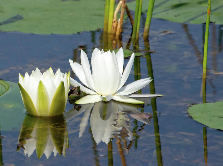 Water Lily Reflection Photograph by Rebecca Herranen