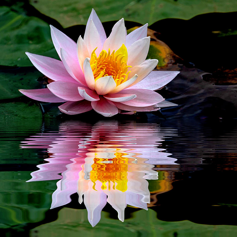 Water Lily Reflection Photograph By Rene Wright Fine Art America