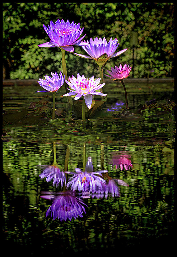 Water Lily Reflections Photograph