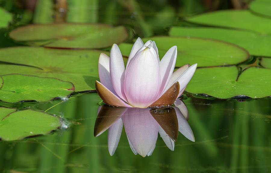 Water Lily Reflections Photograph by Joan Septembre