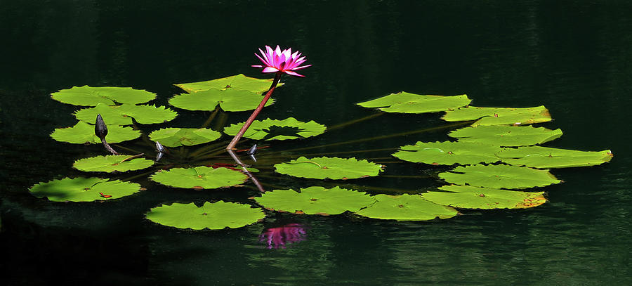Water Lily 4 Photograph by Richard Krebs