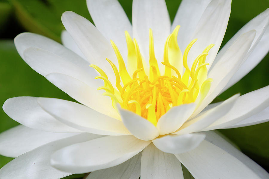 Water Lily Photograph by Ricky Barnard