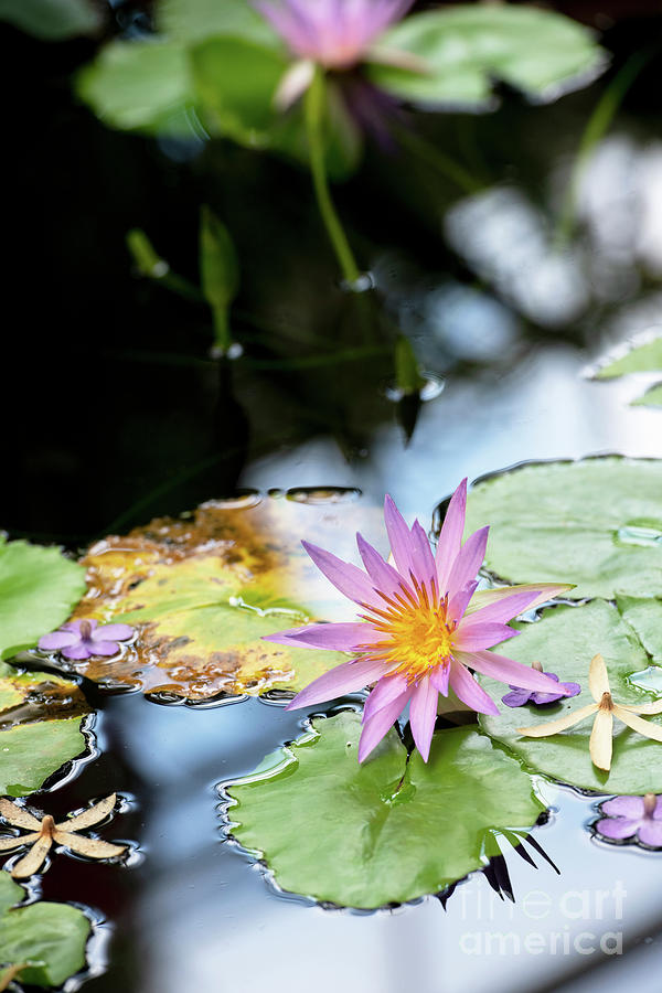 Water Lily Robert Strawn  Photograph by Tim Gainey