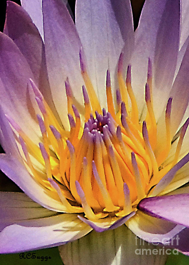 Water Lily  Photograph by Robert Suggs