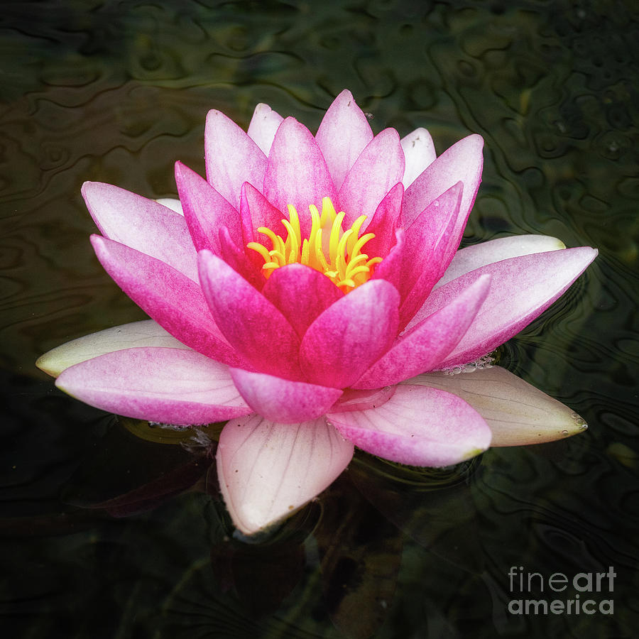 Water Lily Photograph by Roxie Crouch