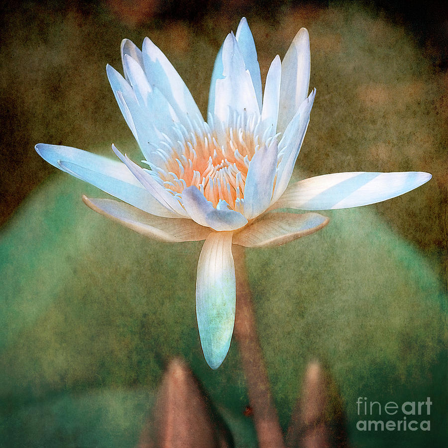 Water Lily Photograph by Russell Brown