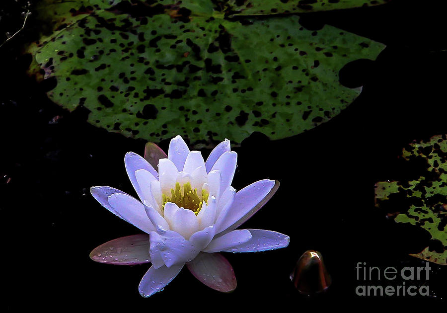 Water Lily Photograph by Scott Moore