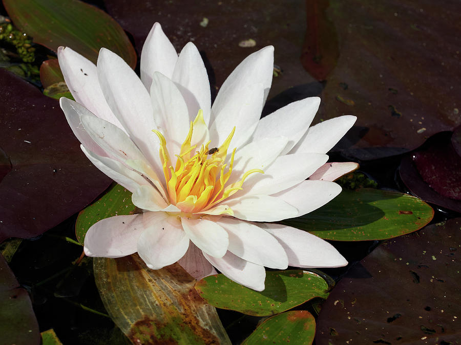 Water Lily Series Number 6 The White Star Photograph