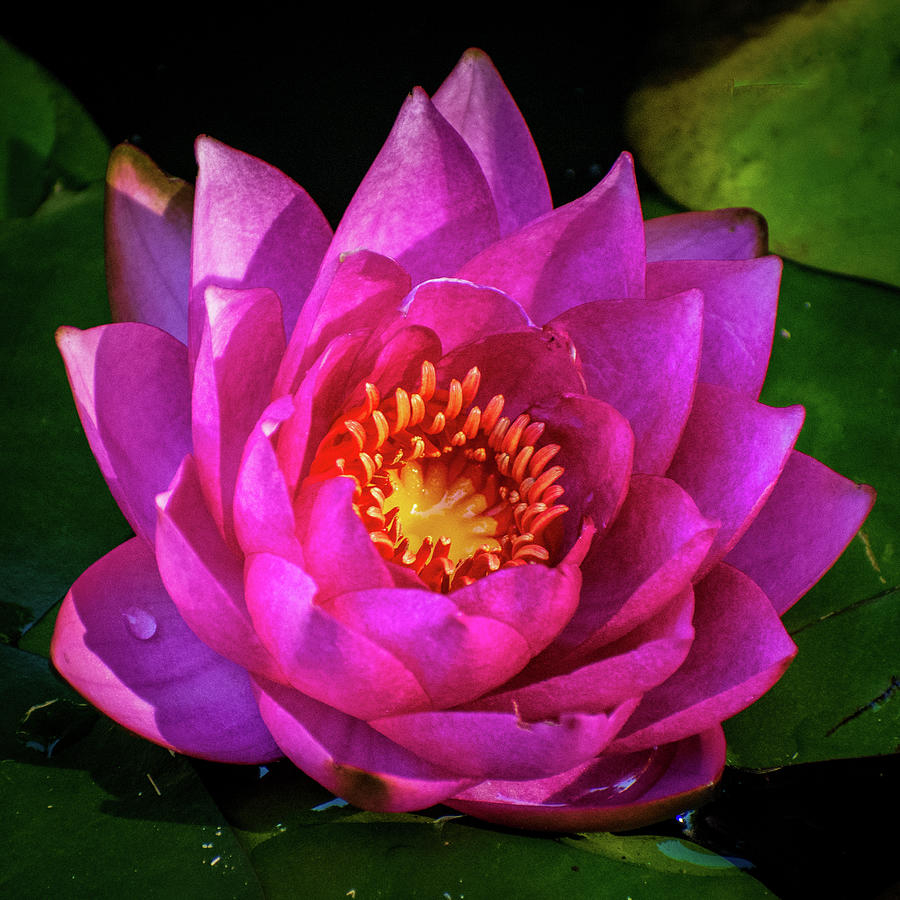 Water Lily Square Photograph by Mary Ann Artz
