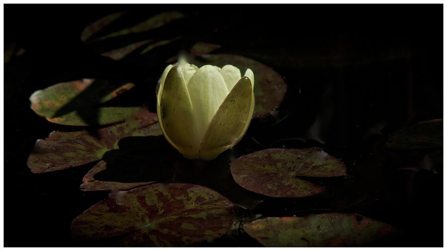 Water Lily Study Photograph by Richard Cummings