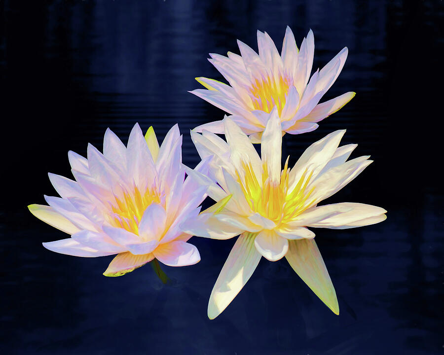 Flower Photograph - Water Lily Trio by Nikolyn McDonald