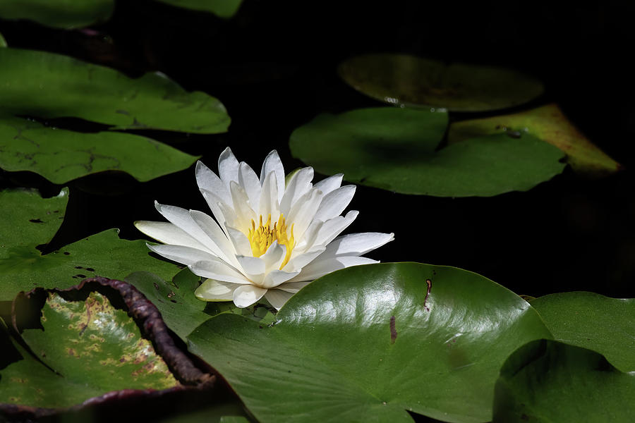 Water Lily Wild Photograph by Fon Denton - Fine Art America