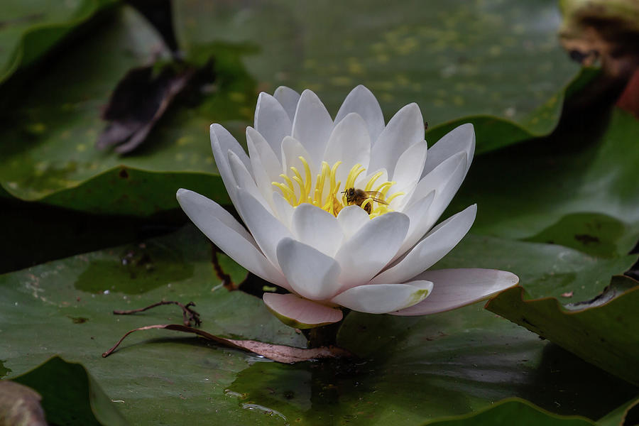 Water Lily with a Bee Photograph by John Haldane