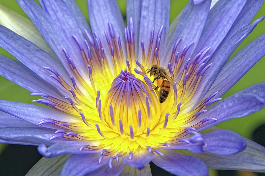Water Lily with Bee HDR Photograph by Heidi Fickinger