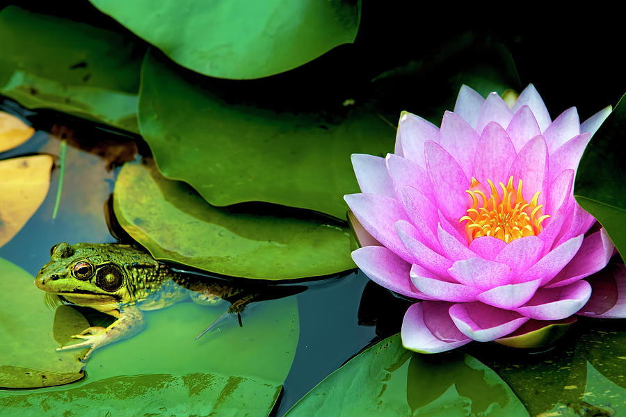 Water Lily with Frog Photograph by Matthew Lerman | Fine Art America