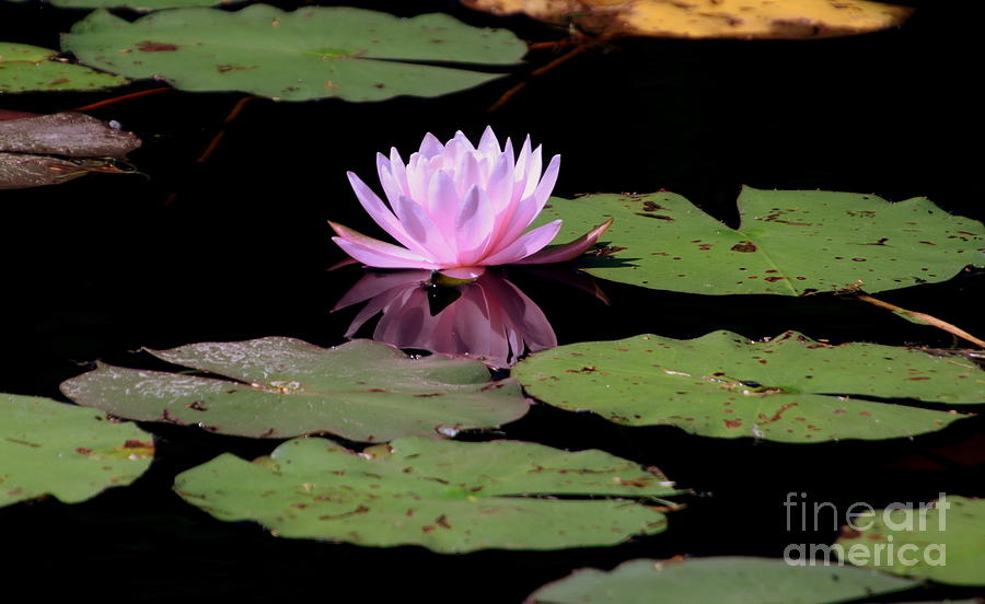 Water Lily with reflection Photograph by Lennie Malvone