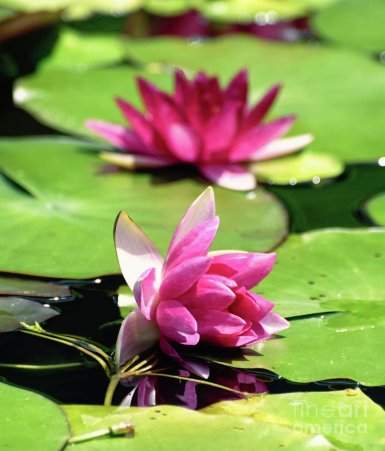 Water Lily X 2 Photograph