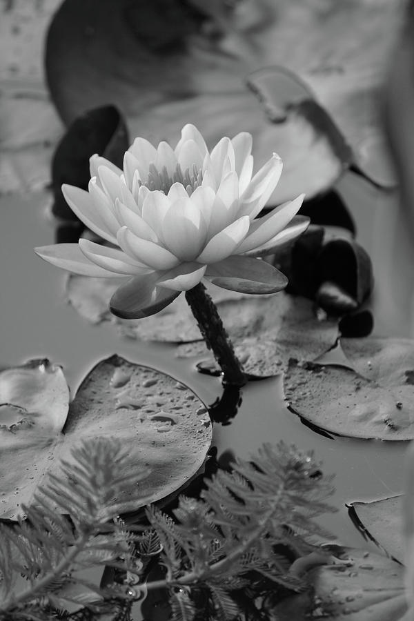 Water Lily7143 BW Photograph by Carolyn Stagger Cokley