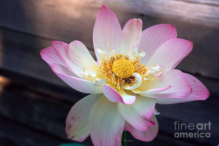 Unique Photograph - Water Lily839 by Darius Xmitixmith