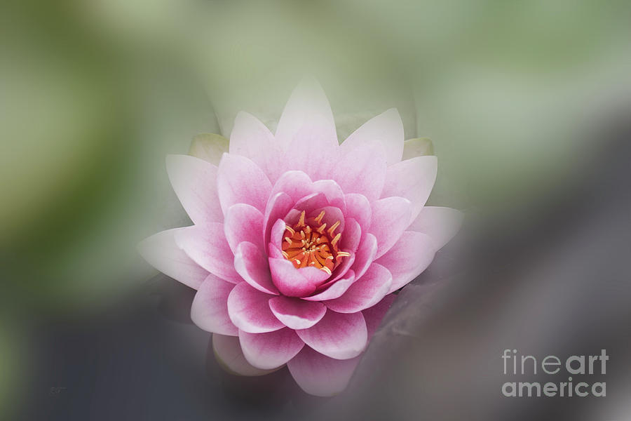 Flowers Still Life Photograph - Water Lotus Flower by Elaine Teague