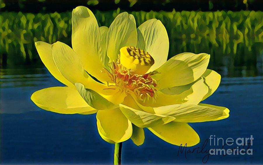 Water Lotus Painting by Marilyn Smith