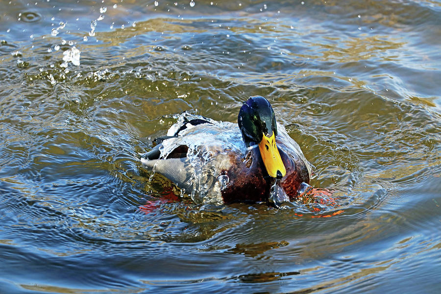 Water Off A Ducks Back Photograph by Debbie Oppermann