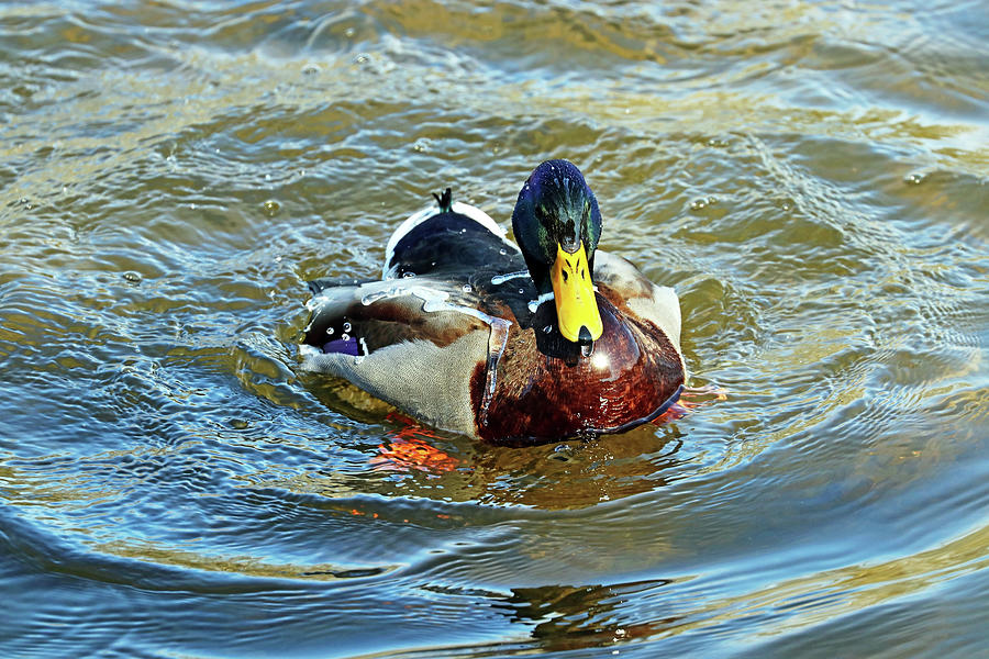 Water Off A Ducks Back I Photograph