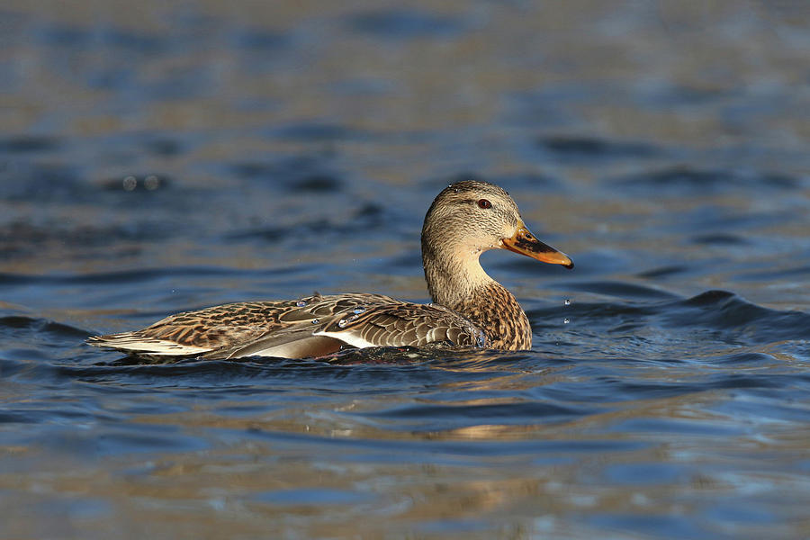 Water Off a Duck's Back Photograph by Sue Feldberg | Fine Art America